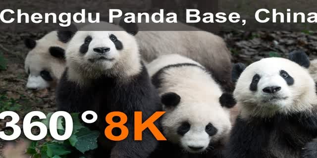 中国成都熊猫基地8K